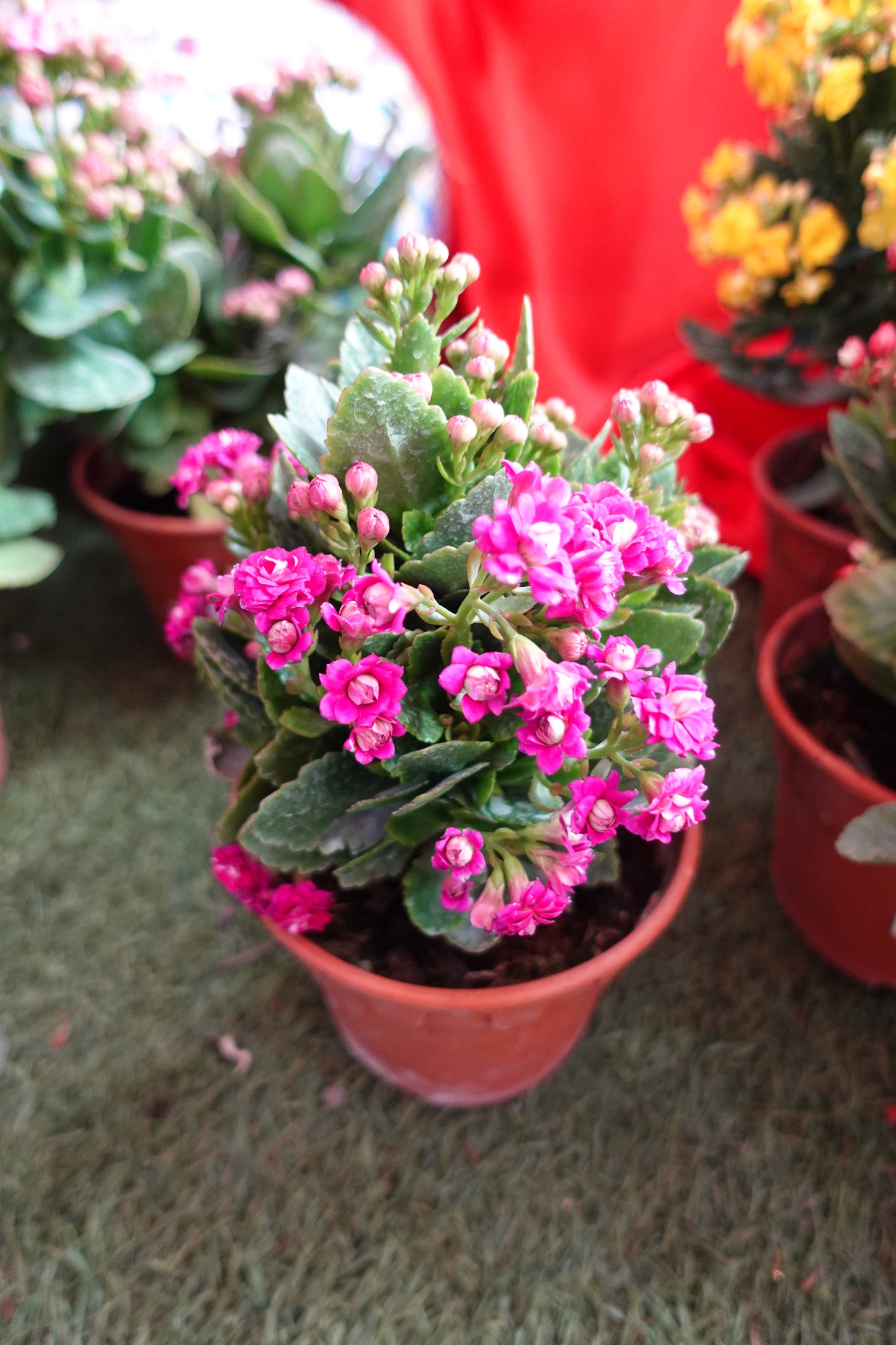 Kalanchoe 万紫千红 - Pudu Ria Florist Southern