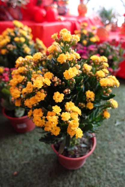 Kalanchoe 万紫千红 - Pudu Ria Florist Southern