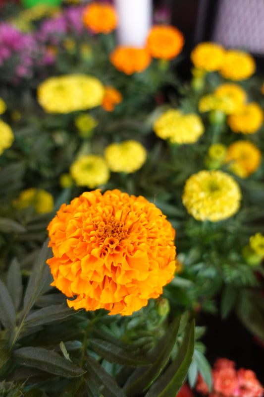 Marigold 万寿菊 - Pudu Ria Florist Southern
