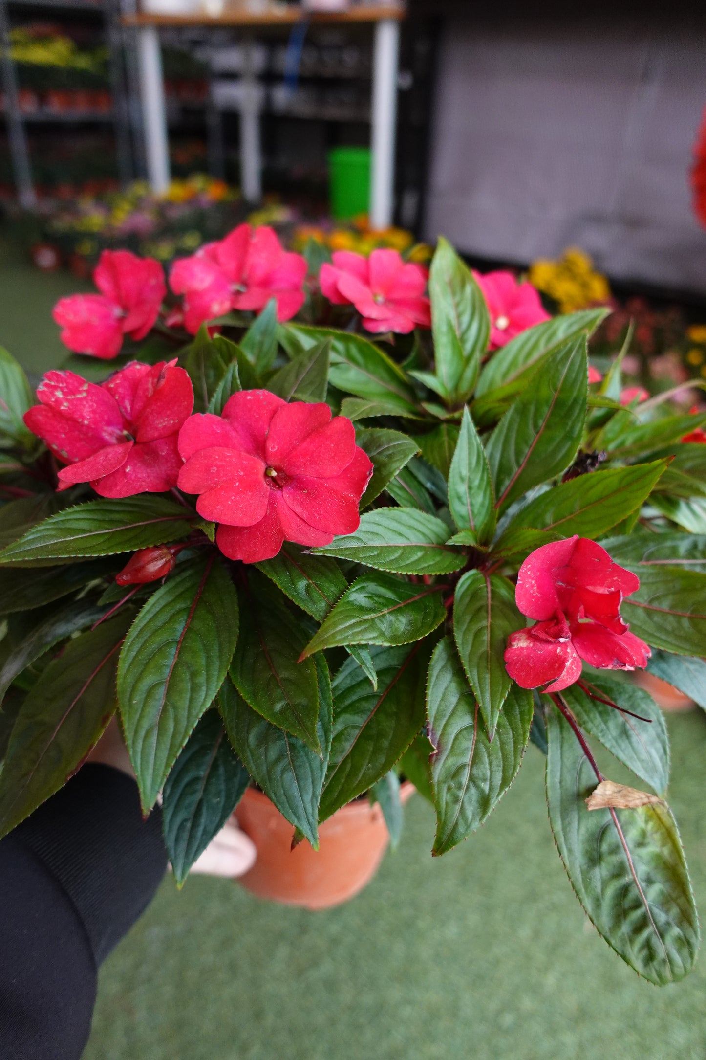 Impatiens 凤仙花 - Pudu Ria Florist Southern