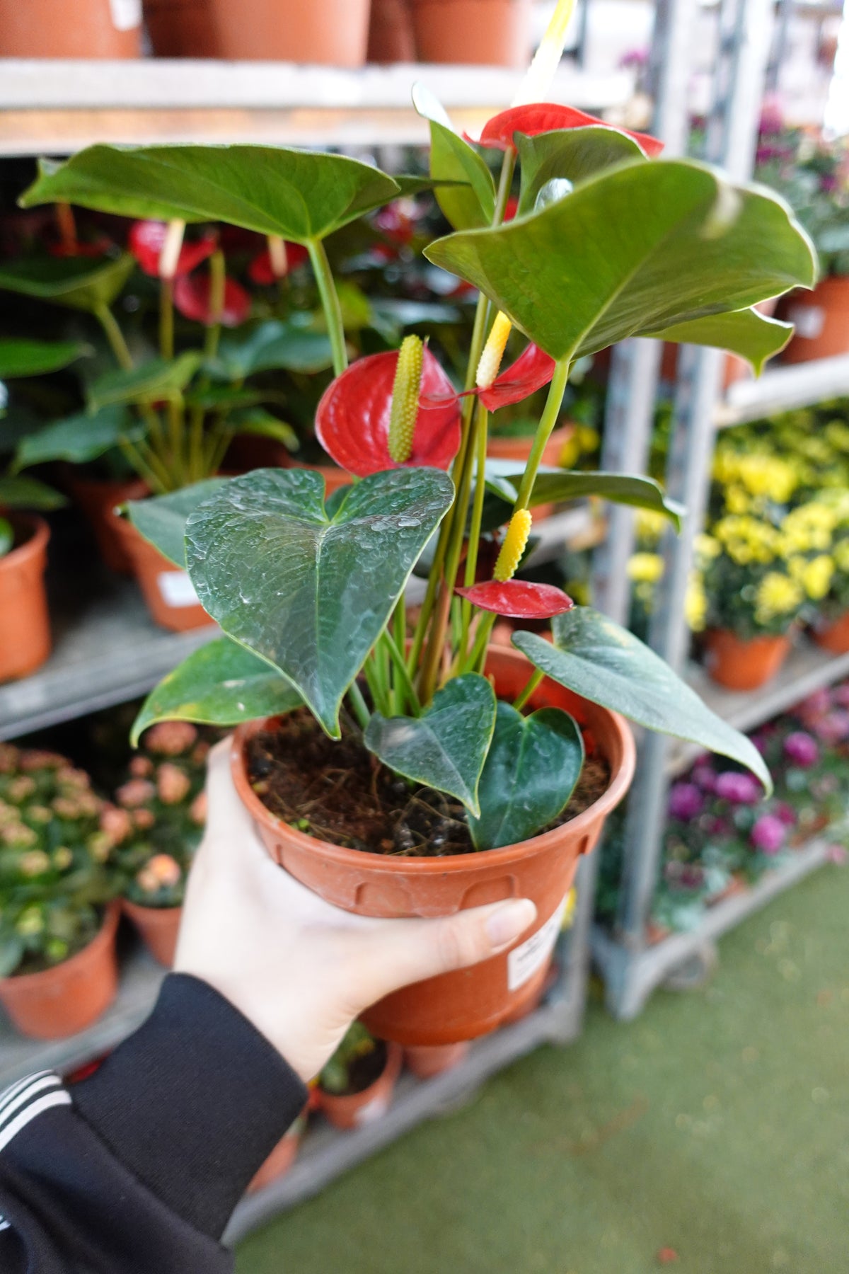Anthurium 火鹤花 - Red - Pudu Ria Florist Southern