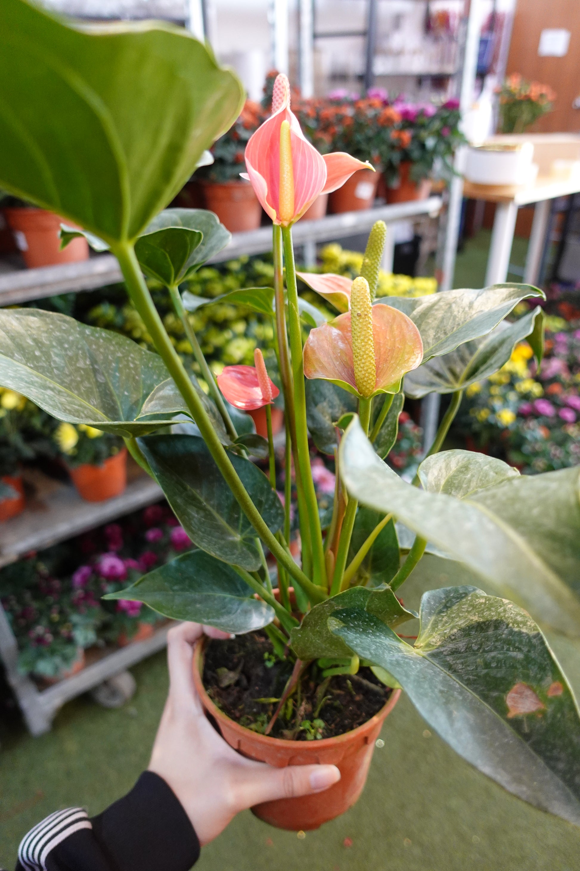 Anthurium 火鹤花 - Pink - Pudu Ria Florist Southern