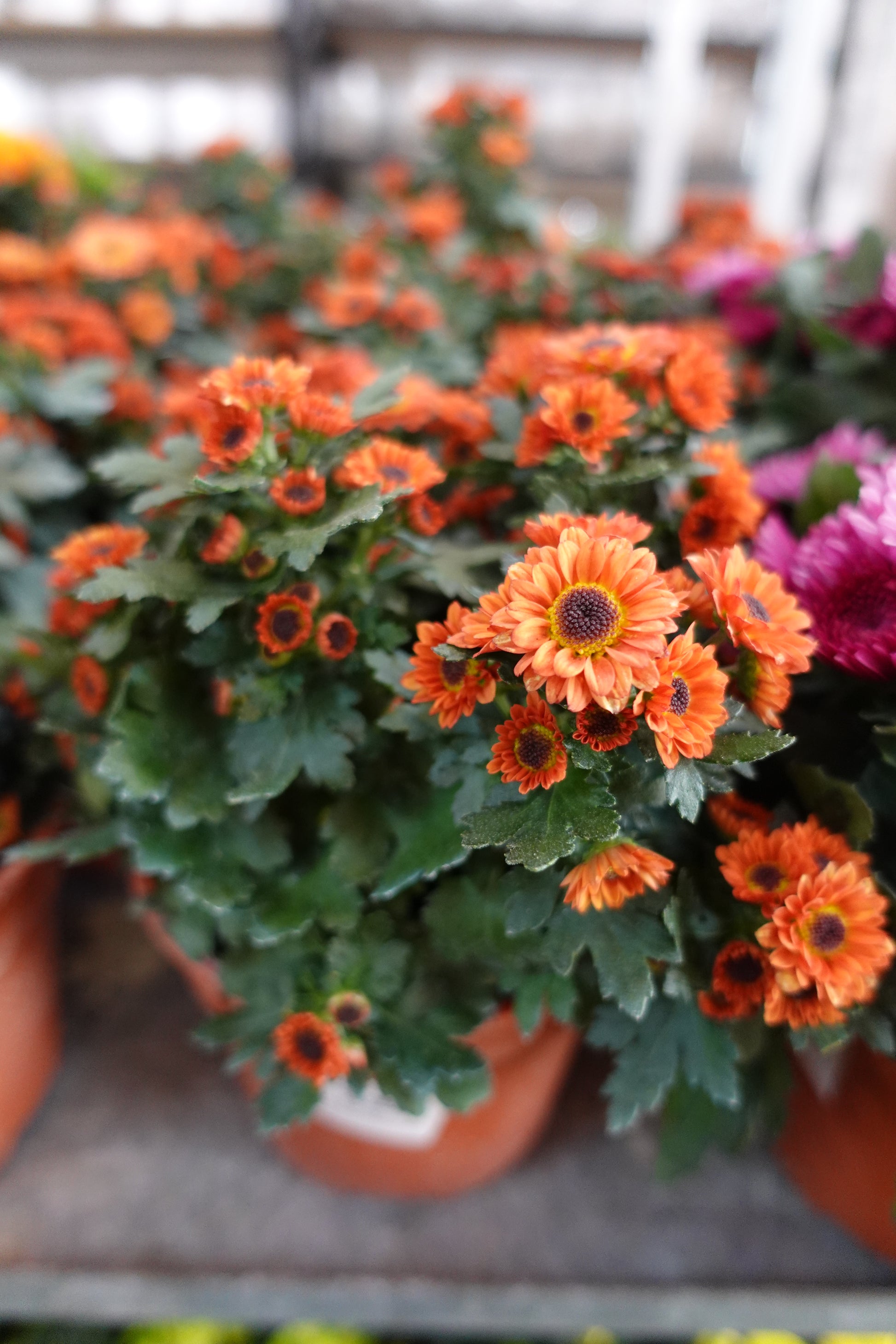 Chrysanthemum pom-pom (Small Potted) 菊花 - Pudu Ria Florist Southern