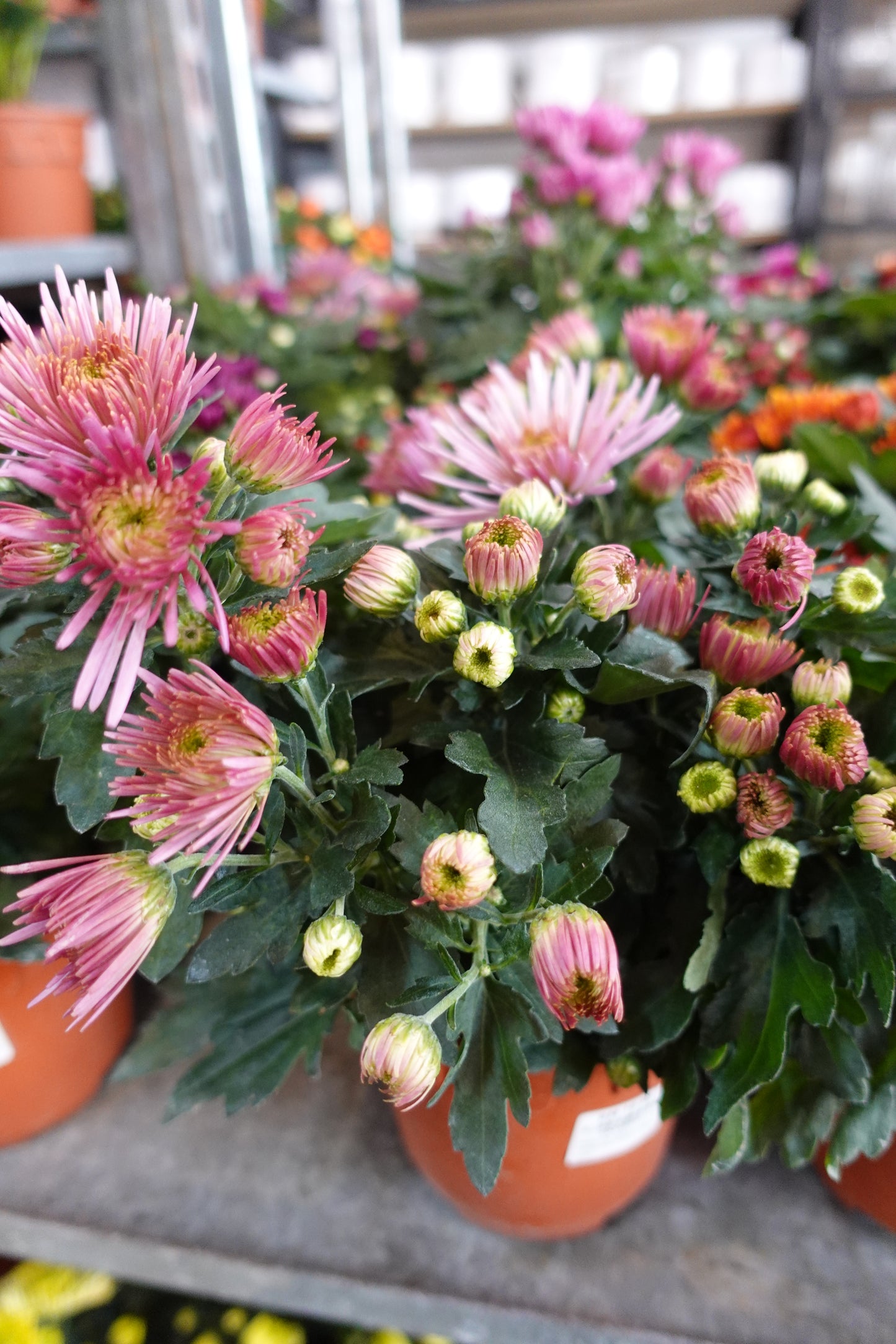 Chrysanthemum pom-pom (Small Potted) 菊花 - Pudu Ria Florist Southern