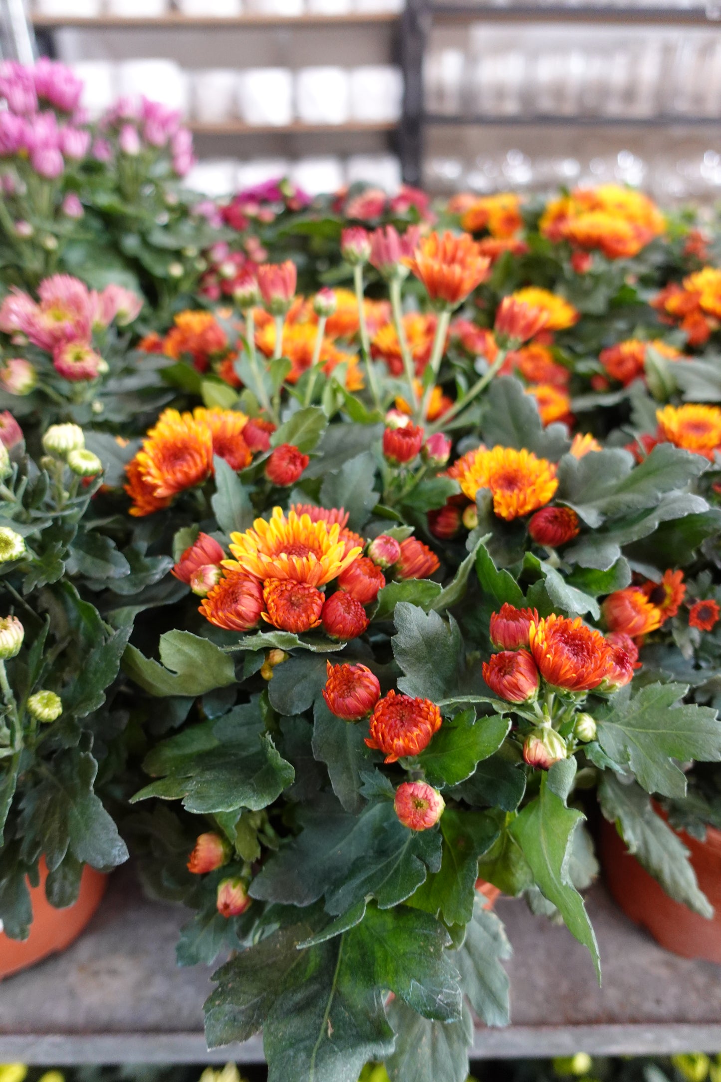 Chrysanthemum pom-pom (Small Potted) 菊花 - Pudu Ria Florist Southern