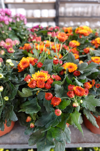 Chrysanthemum pom-pom (Small Potted) 菊花 - Pudu Ria Florist Southern