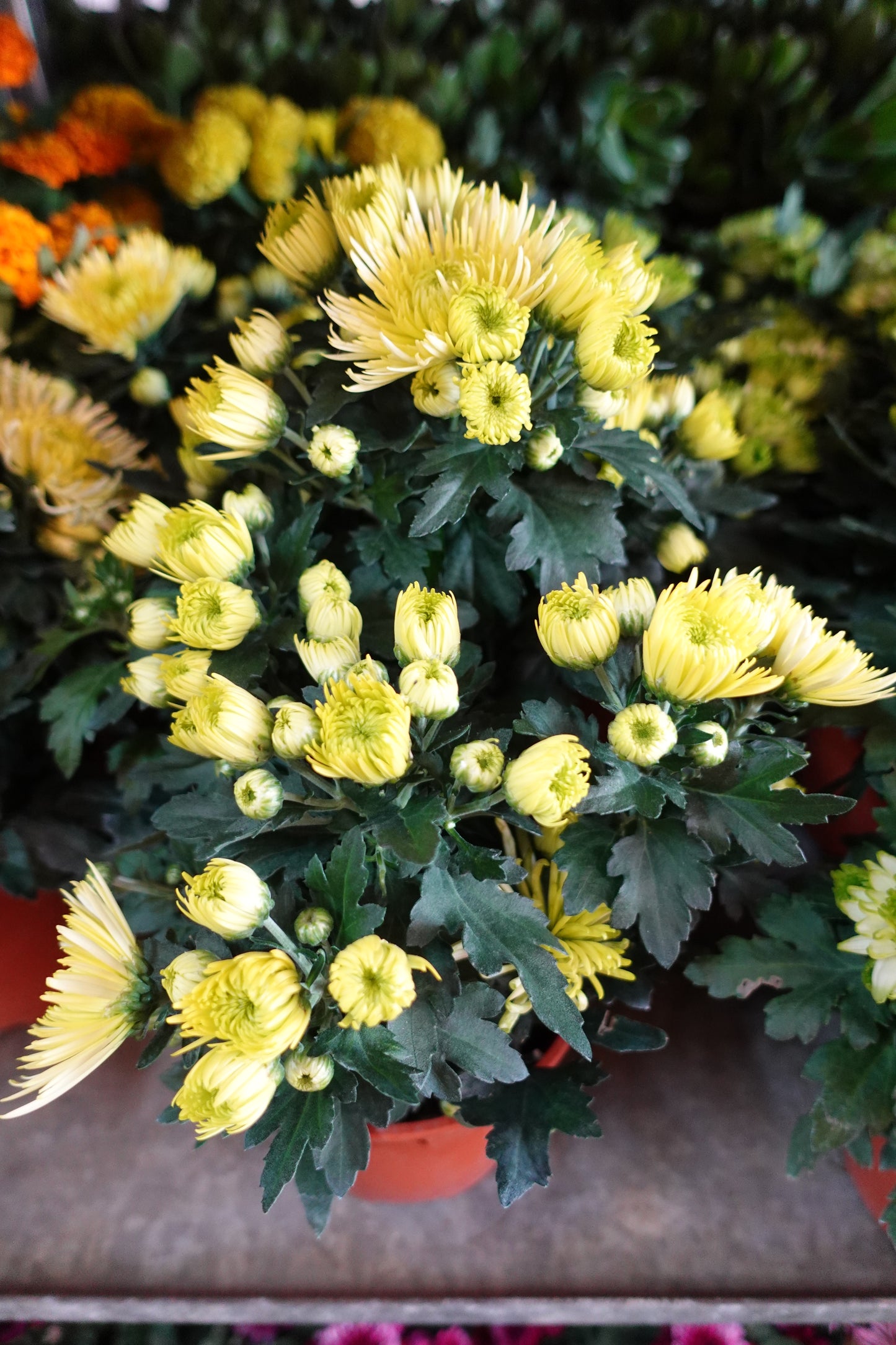 Chrysanthemum pom-pom (Small Potted) 菊花 - Pudu Ria Florist Southern