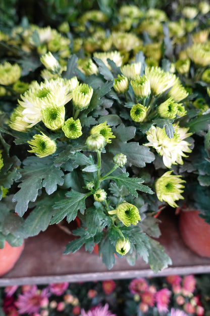 Chrysanthemum pom-pom (Small Potted) 菊花 - Pudu Ria Florist Southern