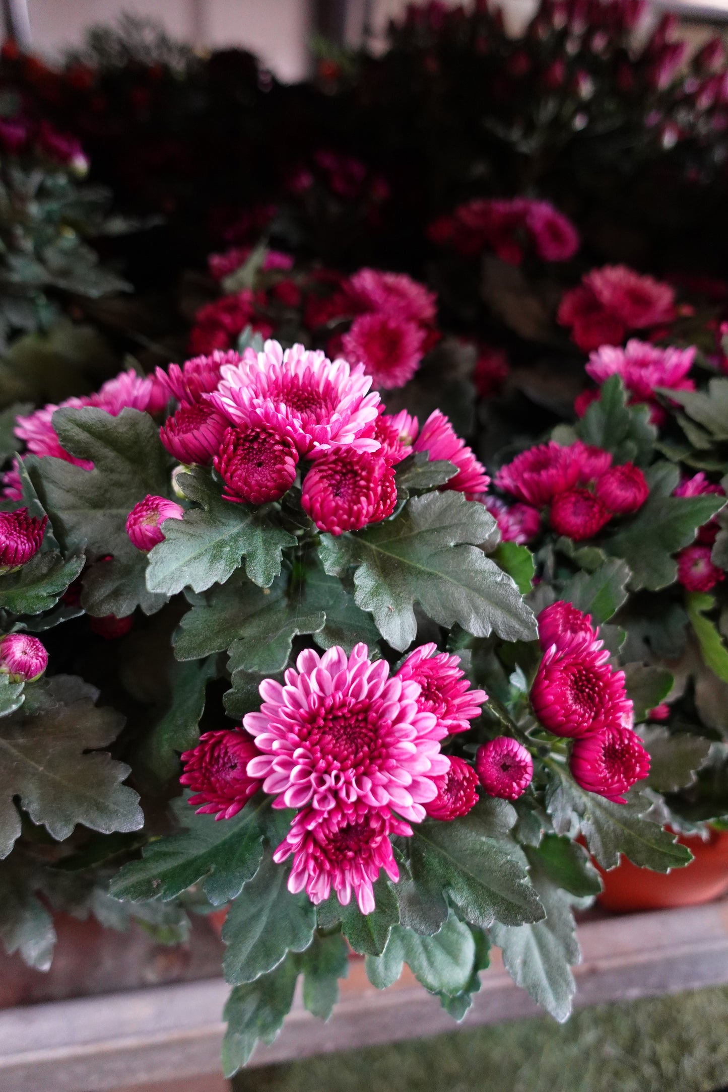 Chrysanthemum pom-pom (Small Potted) 菊花 - Pudu Ria Florist Southern