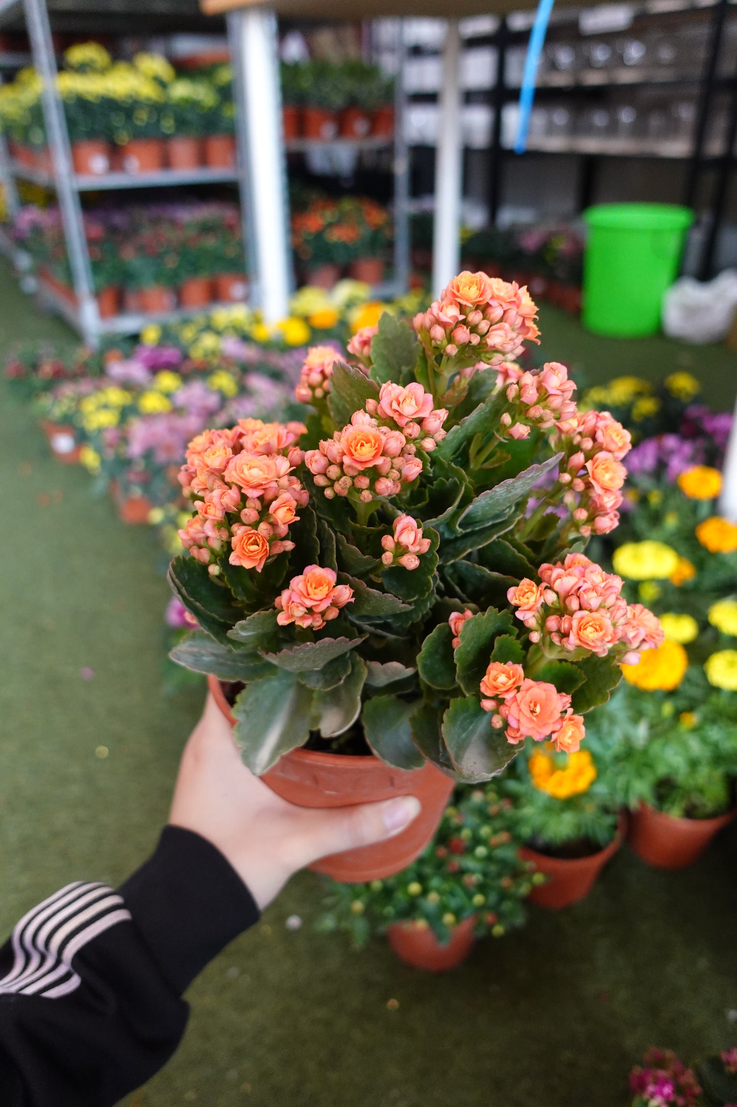 Kalanchoe 万紫千红 - Pudu Ria Florist Southern