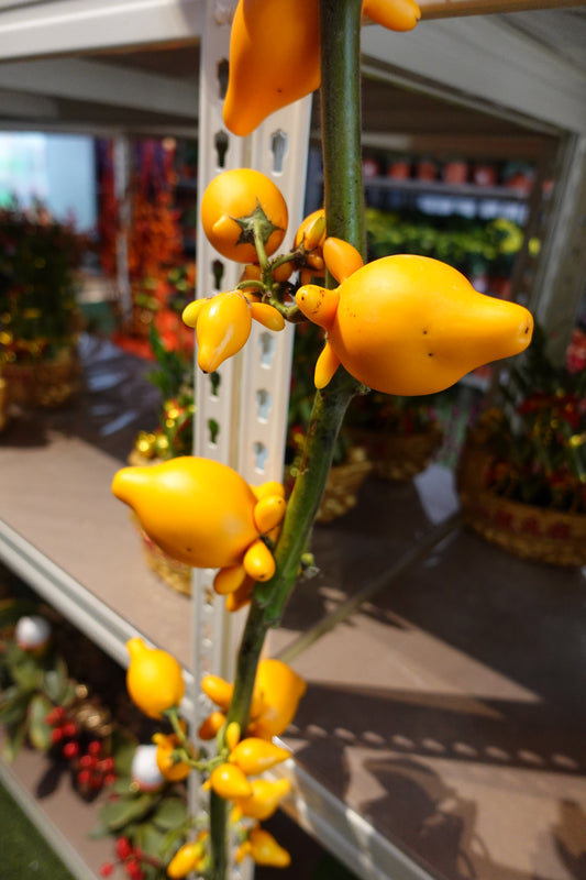 Solanum mammosum 五福果 - Pudu Ria Florist Southern