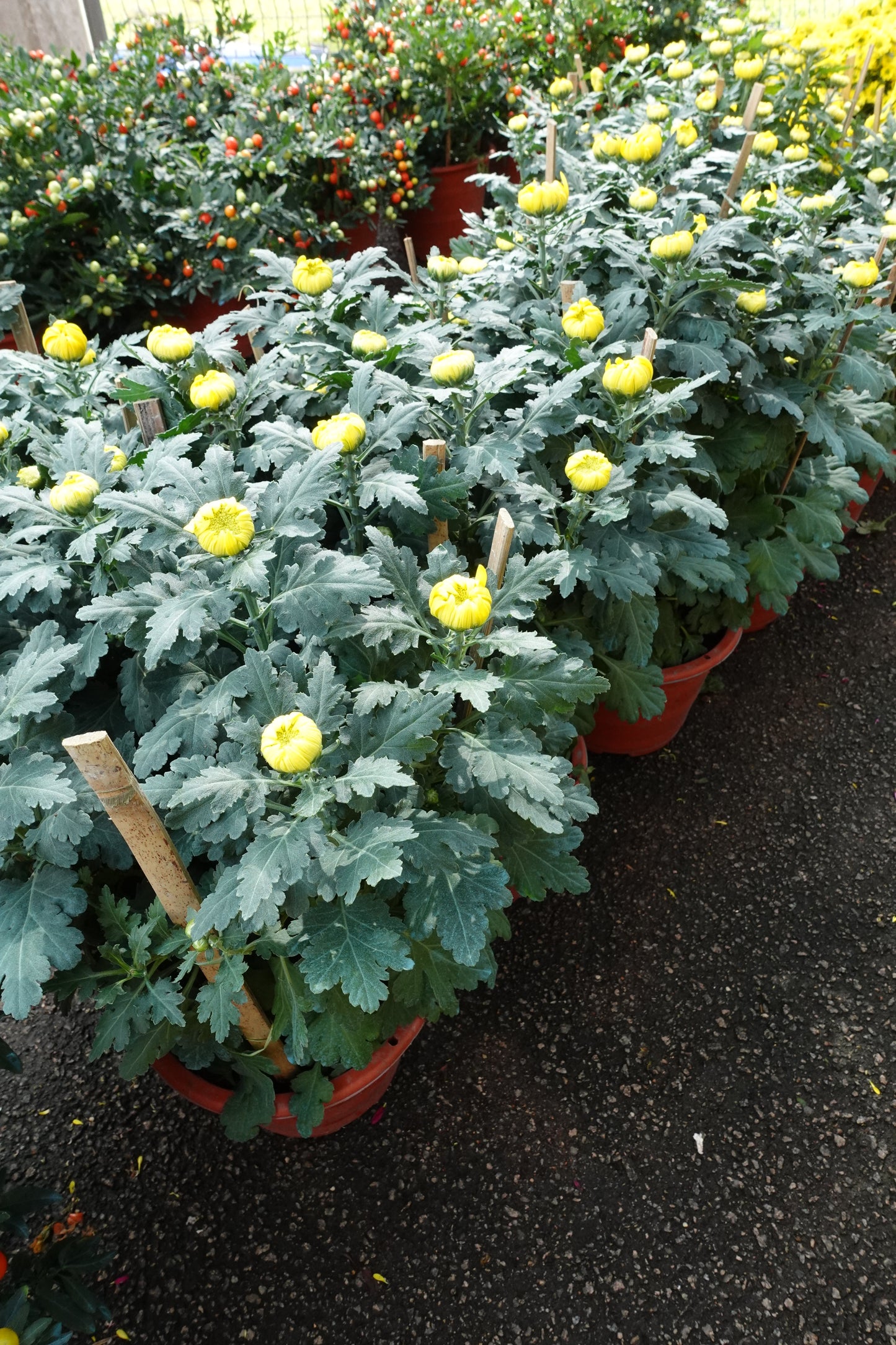 Chrysanthemum Single Head 单朵菊花 (12寸盆) - Pudu Ria Florist Southern