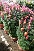 Chrysanthemum Net Mum (12寸盆) 网菊 - Pudu Ria Florist Southern
