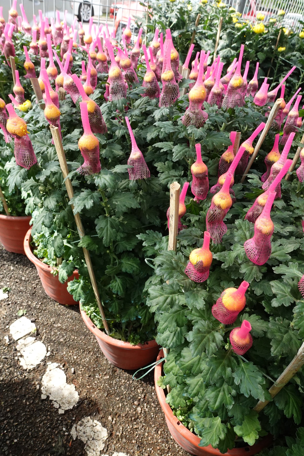 Chrysanthemum Net Mum (12寸盆) 网菊 - Pudu Ria Florist Southern