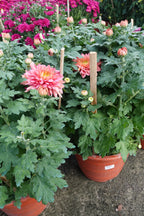 Chrysanthemum Single Head 单朵菊花 (10寸盆) - Pudu Ria Florist Southern
