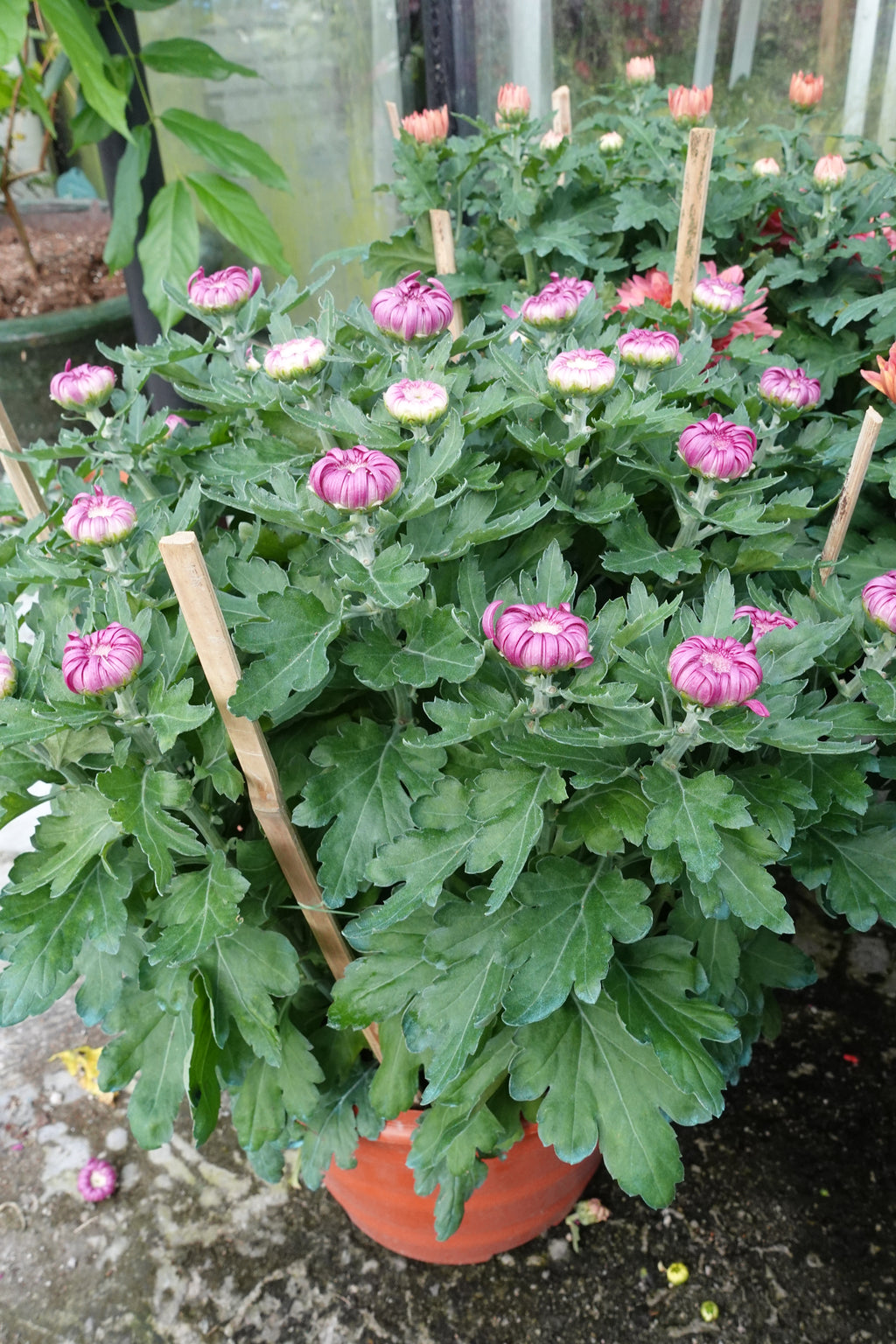 Chrysanthemum Single Head 单朵菊花 (10寸盆) - Pudu Ria Florist Southern