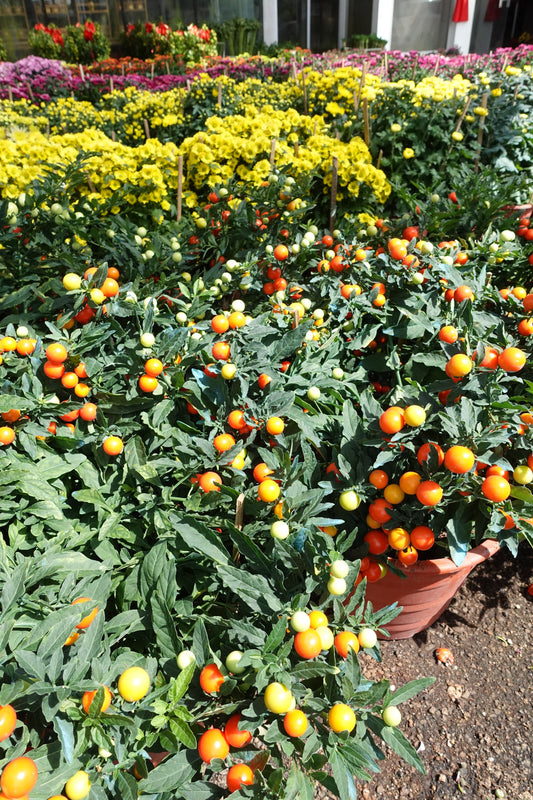 Solanum pseudocapsicum  (Christmas Cherry) - Pudu Ria Florist Southern