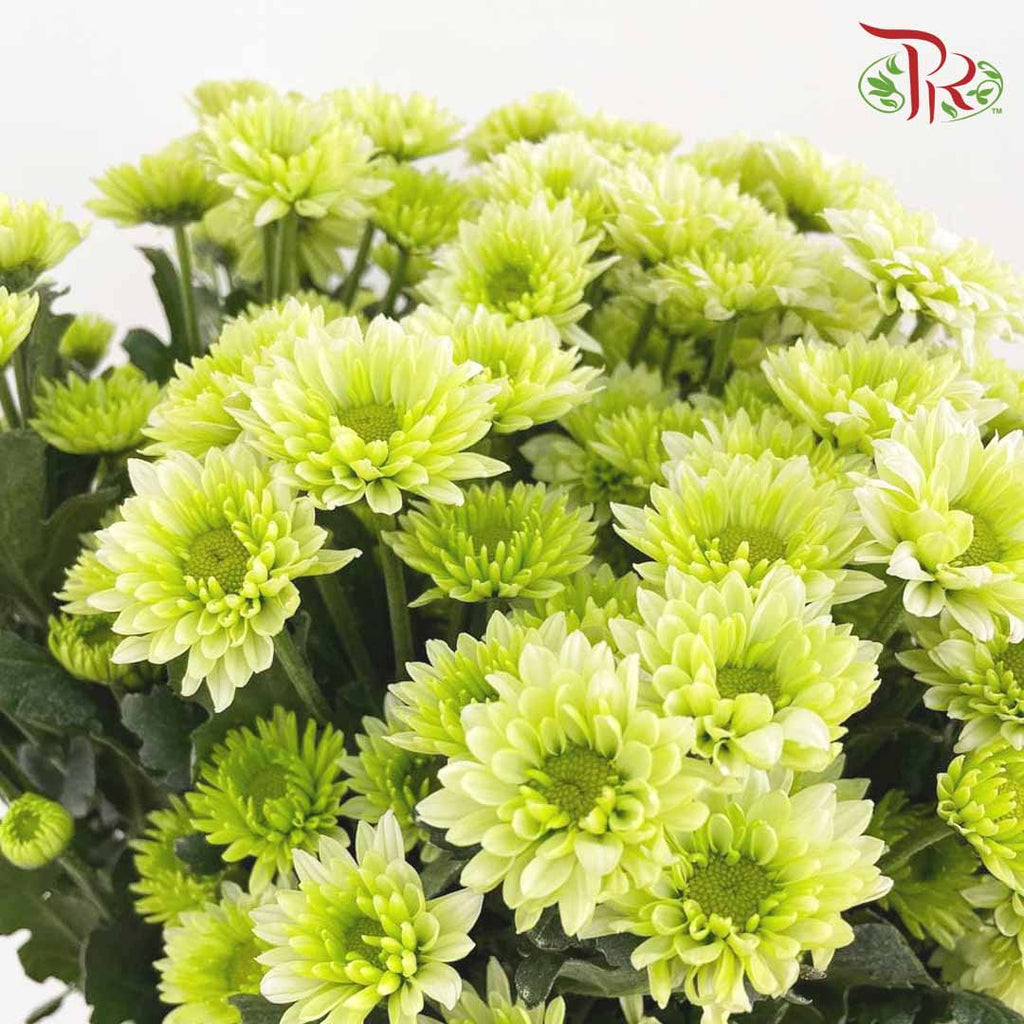 Chrysanthemum Pompom Green (10-12 Stems) - Pudu Ria Florist Southern
