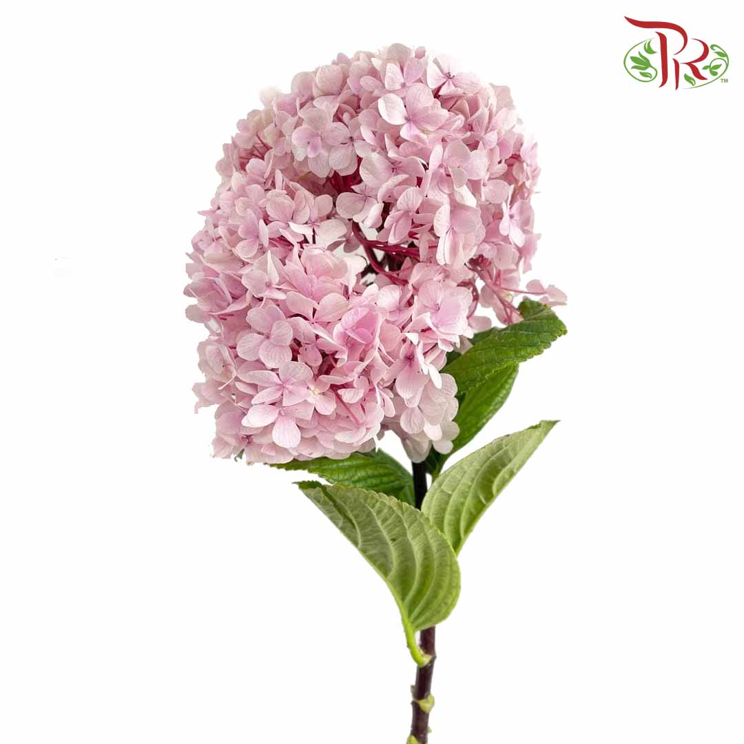 Hydrangea Light Pink / Per Stem - Pudu Ria Florist Southern