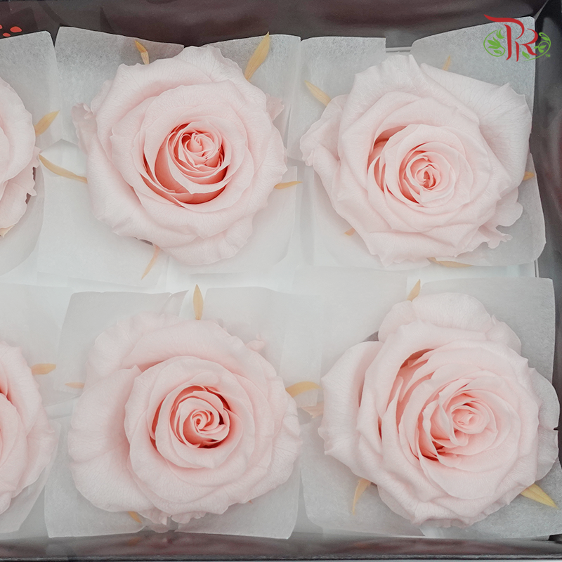 Preservative Full Bloom Rose (6 Blooms) - Light Pink