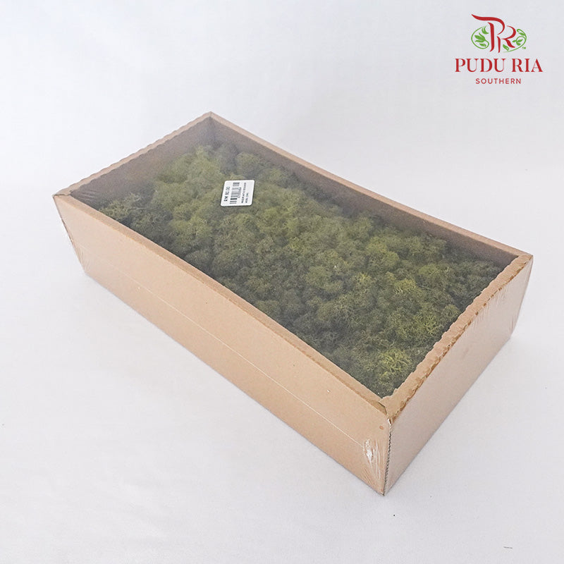 Preservative Reindeer Moss - Dark Green - Pudu Ria Florist Southern