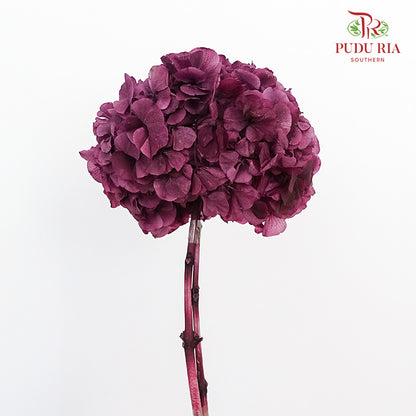 Preservative Hydrangea - Magenta  / Per Stem - Pudu Ria Florist Southern