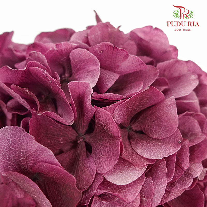 Preservative Hydrangea - Magenta  / Per Stem - Pudu Ria Florist Southern