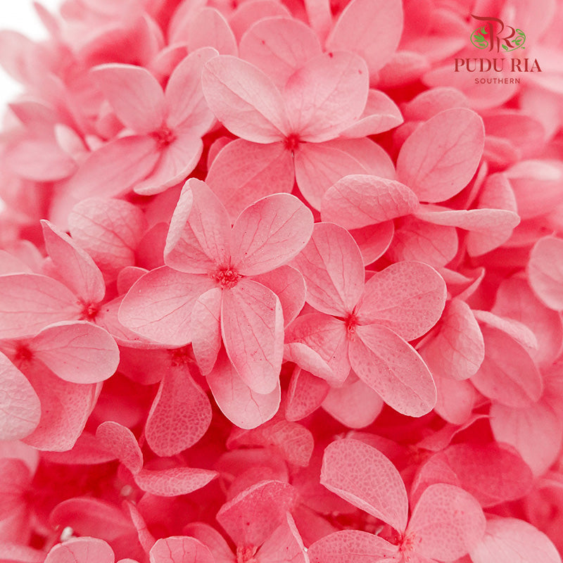 Preservative Hydrangea - Dark Pink ( Long Shape )/ Per Stem - Pudu Ria Florist Southern