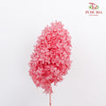 Preservative Hydrangea - Dark Pink ( Long Shape )/ Per Stem - Pudu Ria Florist Southern