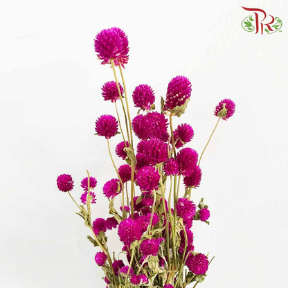 Dry Gomphrena - Pink / Per Bundle - Pudu Ria Florist Southern