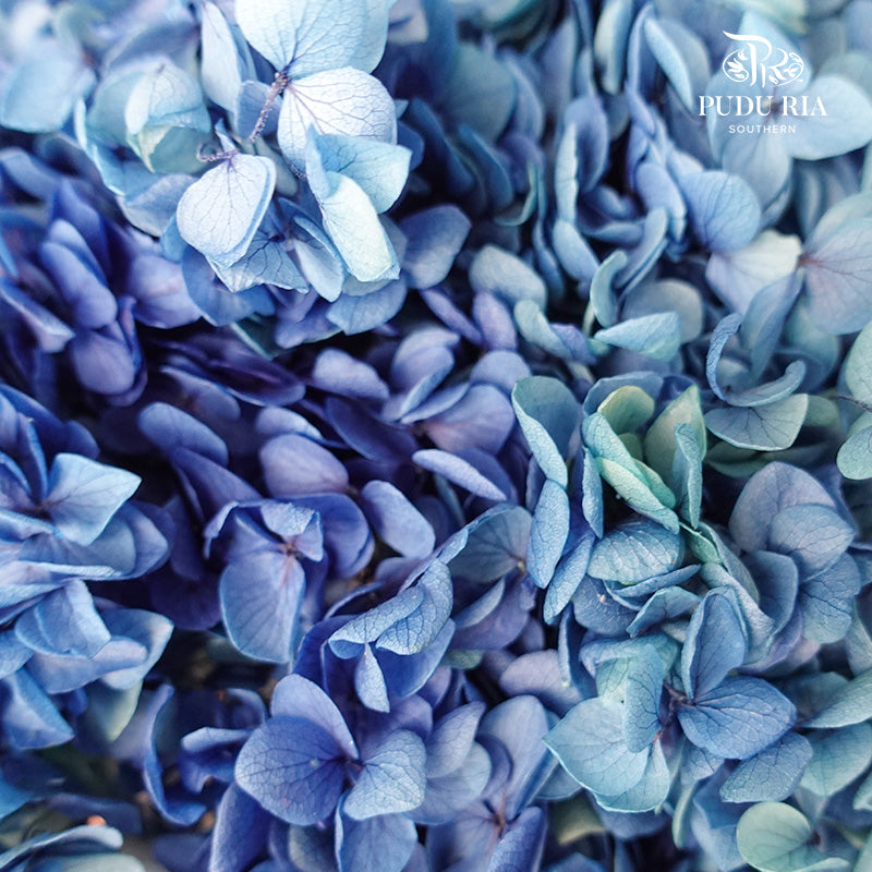 Preservative Hydrangea - Deep Blue / Per Stem - Pudu Ria Florist Southern