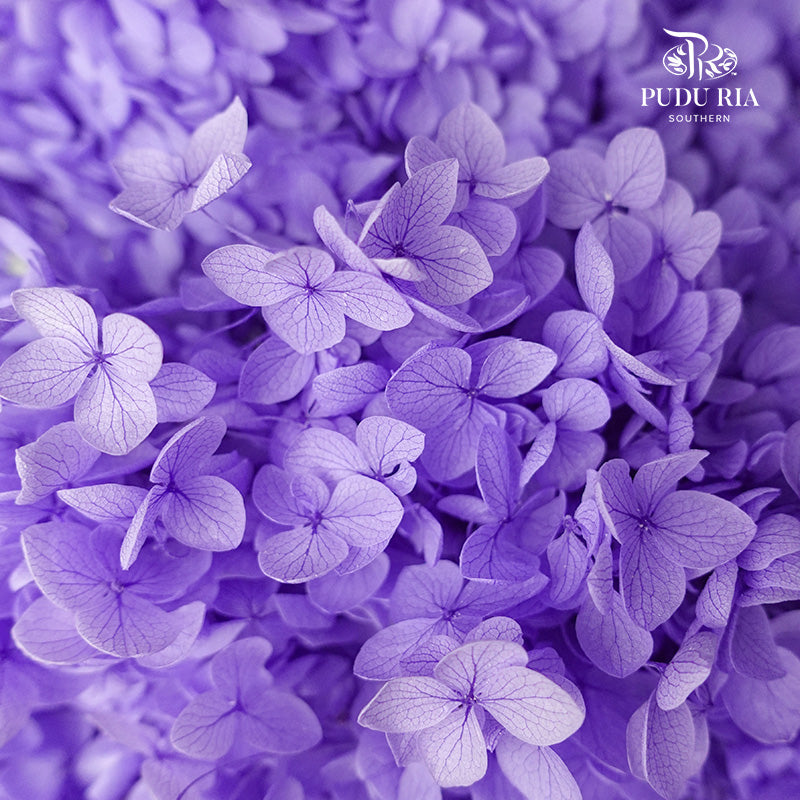 Preservative Hydrangea - Deep Purple / Per Stem - Pudu Ria Florist Southern