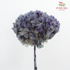 Preservative Hydrangea - Deep Purple / Per Stem - Pudu Ria Florist Southern