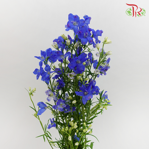 Delphinium Mini Blue - Pudu Ria Florist Southern