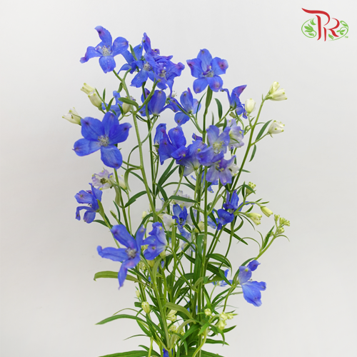 Delphinium Mini Blue - Pudu Ria Florist Southern