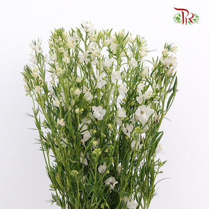 Delphinium Mini White - Pudu Ria Florist Southern