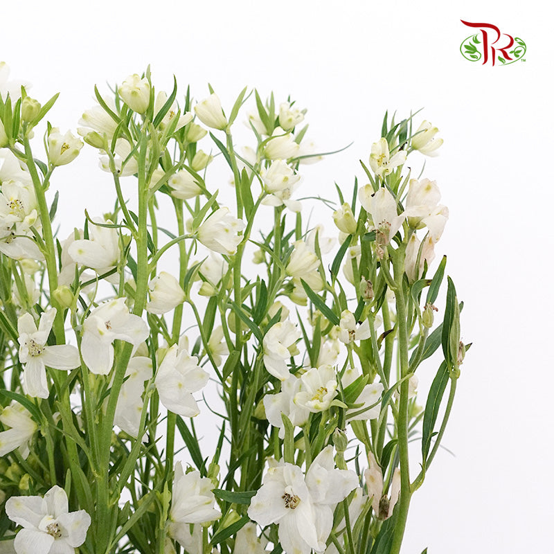 Delphinium Mini White - Pudu Ria Florist Southern