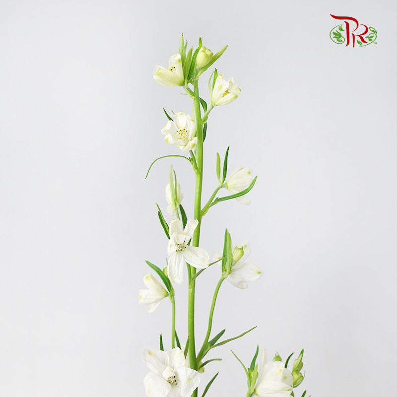Delphinium Mini White - Pudu Ria Florist Southern
