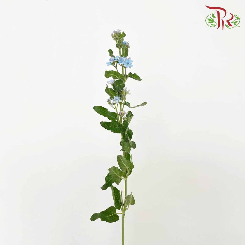Oxypetalum Blue - (Per Bunch) - Pudu Ria Florist Southern