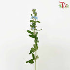 Oxypetalum Blue - (Per Bunch) - Pudu Ria Florist Southern