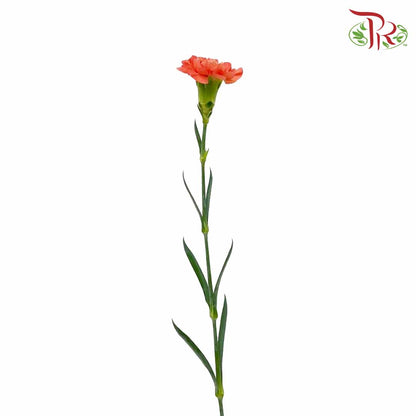 Carnation Orange (18-20 Stems) - Pudu Ria Florist Southern