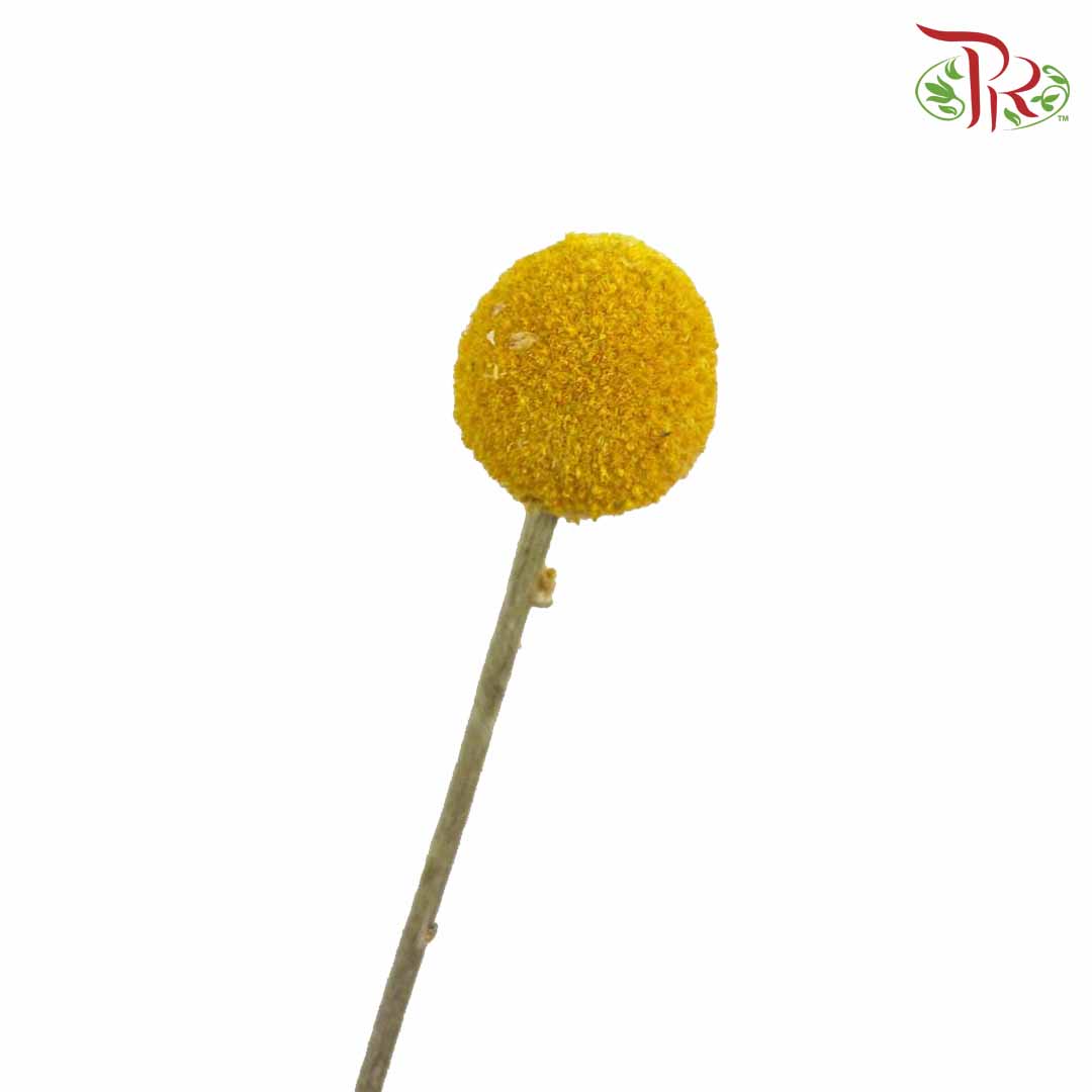 Dry Craspedia Natural - Pudu Ria Florist Southern