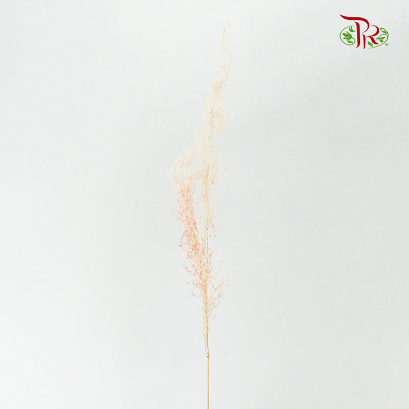 Dry Agrostis - Pudu Ria Florist Southern