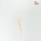Dry Agrostis - Pudu Ria Florist Southern