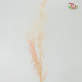 Dry Agrostis - Pudu Ria Florist Southern