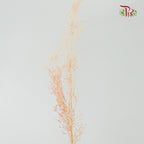 Dry Agrostis - Pudu Ria Florist Southern