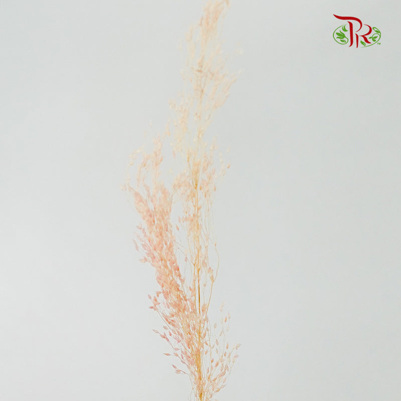 Dry Agrostis - Pudu Ria Florist Southern