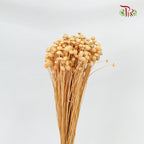 Dry Amarellino - Pudu Ria Florist Southern