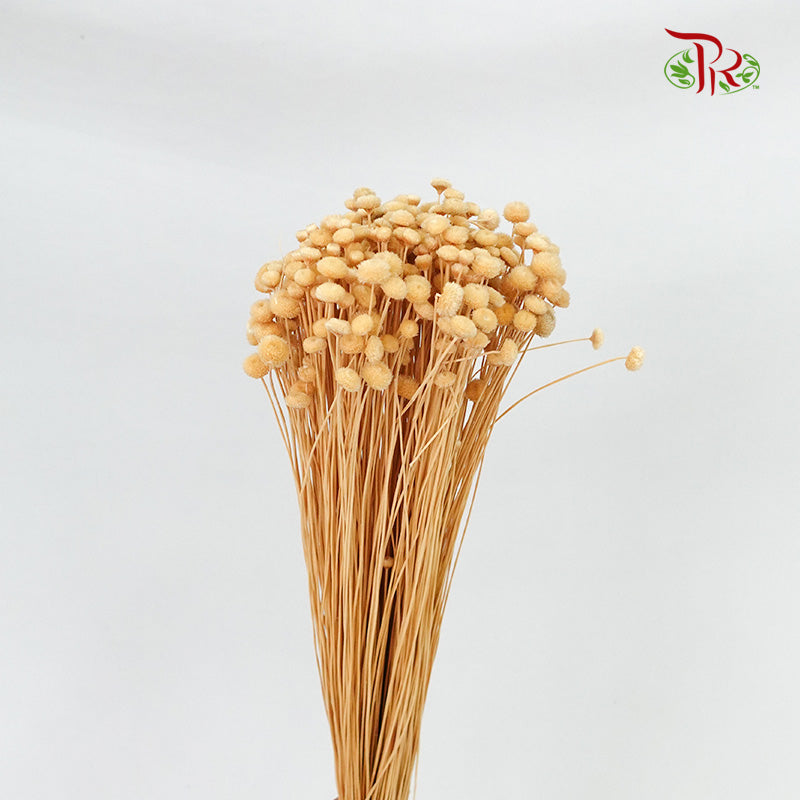 Dry Amarellino - Pudu Ria Florist Southern