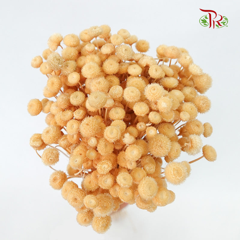 Dry Amarellino - Pudu Ria Florist Southern